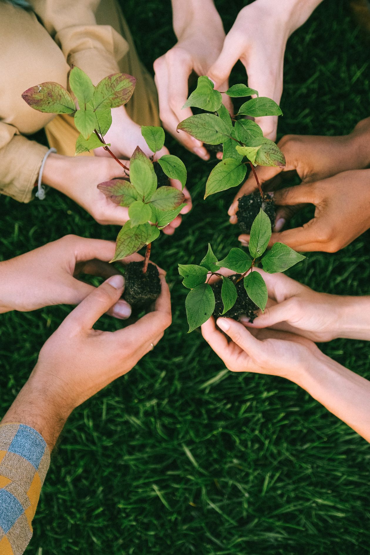 Hands holding young tree seedlings