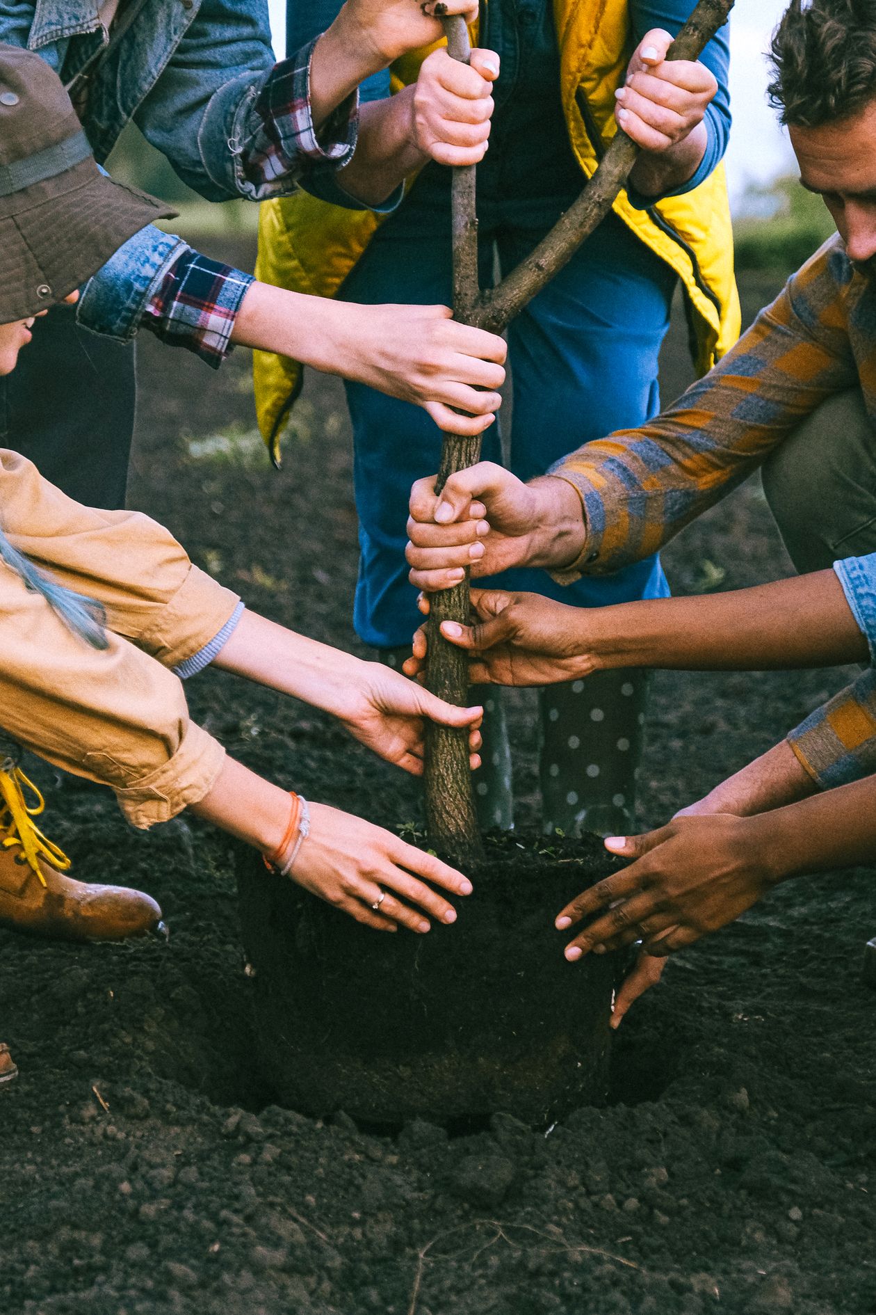 Group of people planting a young tree together
